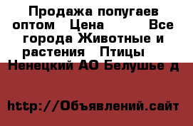 Продажа попугаев оптом › Цена ­ 500 - Все города Животные и растения » Птицы   . Ненецкий АО,Белушье д.